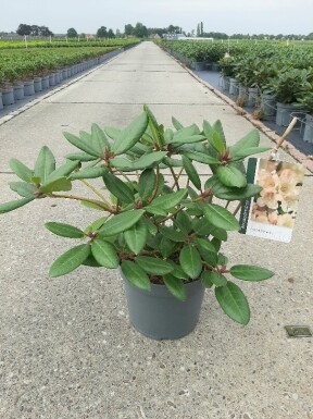 Rhododendron 'Virginia Richards' struik 40-50 cm