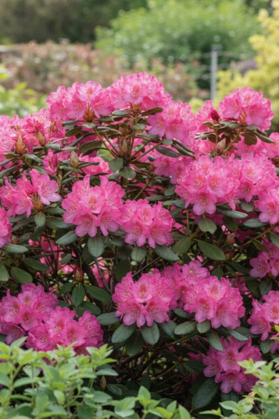 Rhododendron 'Wine and Roses' struik 30-50 cm