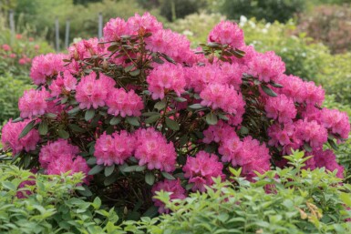 Rhododendron 'Wine and Roses' struik 30-50 cm