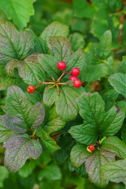 Alpenbes Ribes alpinum struik 40-60 C2 Ribes alpinum struik 40-60 cm
