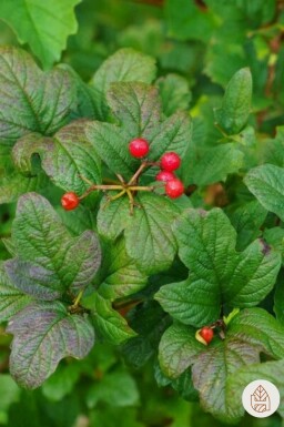 Ribes alpinum struik 40-60 cm