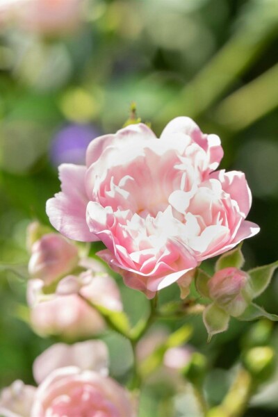 Rosa 'The Fairy' C1,5 15-20
