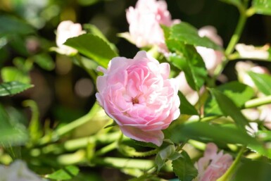 Rosa 'The Fairy' C1,5 15-20