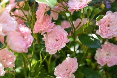 Rosa 'The Fairy' C1,5 15-20