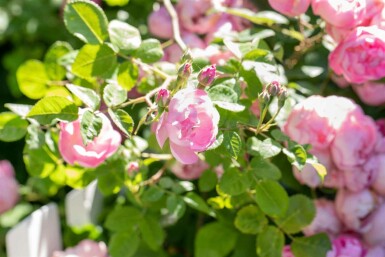 Rosa 'The Fairy' C1,5 15-20