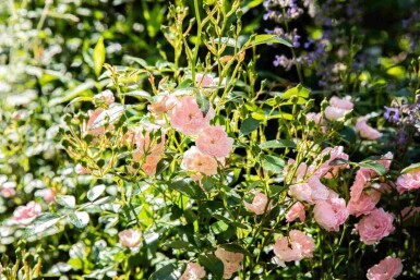 Rosa 'The Fairy' C1,5 15-20