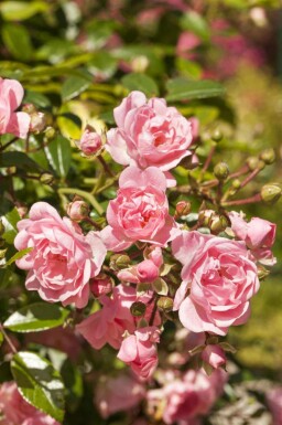 Rosa 'The Fairy' C1,5 15-20