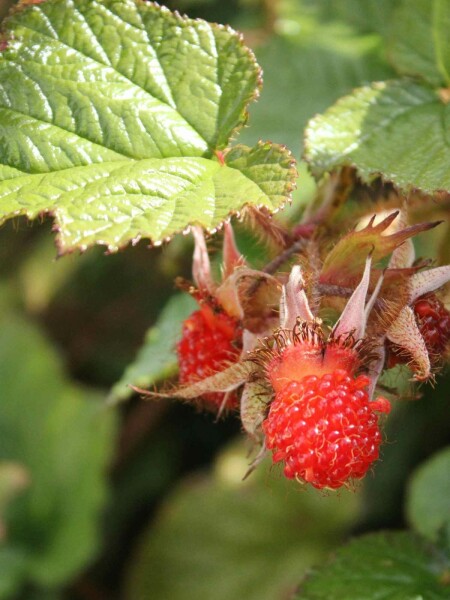 Rubus tricolor p13 10-15