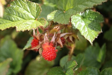 Rubus tricolor p13 10-15