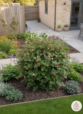 Rubus tricolor struik 10-15 cm