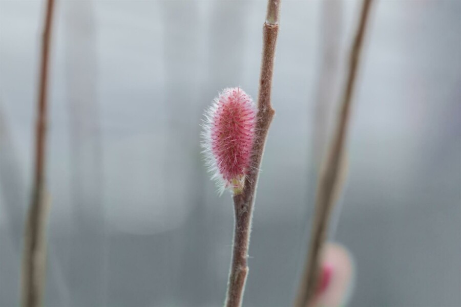 Japanse wilg Salix gracilistyla 'Mount Aso' struik 40-50 C2,5 Salix gracilistyla 'Mount Aso' struik 40-50 cm