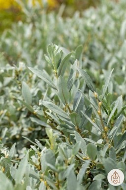 Salix helvetica struik 20-30 cm