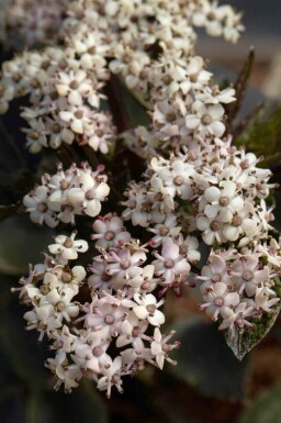 Vlierbes Sambucus nigra 'Black Tower' struik 30-40 C3 Sambucus nigra 'Black Tower' struik 30-40 cm