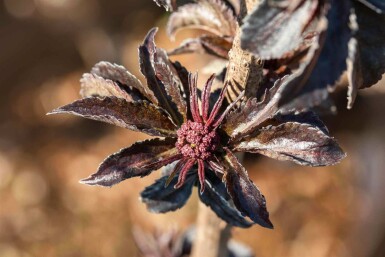 Sambucus nigra 'Black Tower' C3 30-40