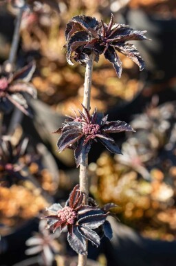 Sambucus nigra 'Black Tower' C3 30-40