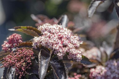 Sambucus nigra 'Black Tower' C3 30-40
