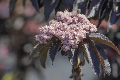 Vlierbes Sambucus nigra 'Black Tower' struik 30-40 C3 Sambucus nigra 'Black Tower' struik 30-40 cm