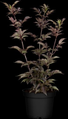 Sambucus nigra 'Black Tower' C3 30-40