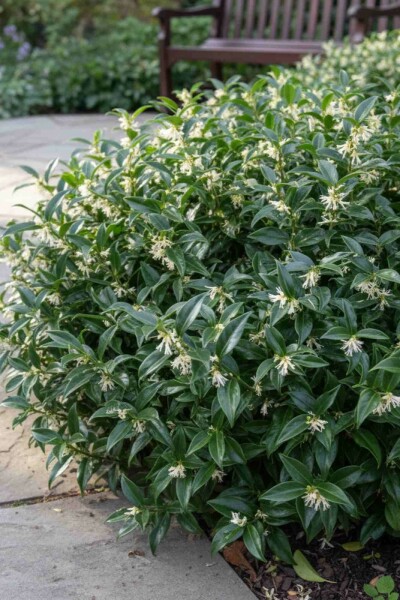 Sarcococca hookeriana 'Humilis' struik 20-25 cm