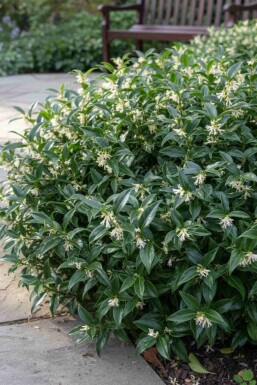 Sarcococca hookeriana 'Humilis' struik 20-25 cm
