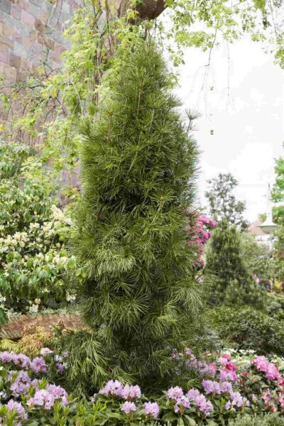 Sciadopitys verticillata C3 20-30