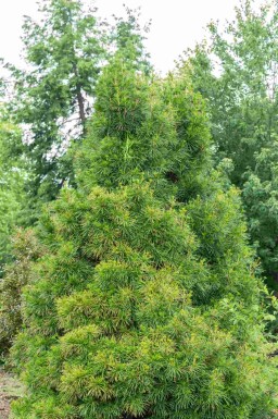 Sciadopitys verticillata C3 20-30