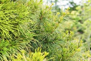 Sciadopitys verticillata C3 20-30