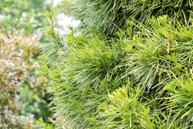 Sciadopitys verticillata C3 20-30