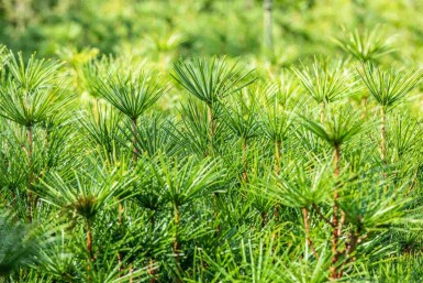 Sciadopitys verticillata C3 20-30