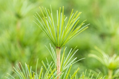 Sciadopitys verticillata C3 20-30