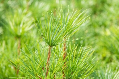 Sciadopitys verticillata C3 20-30