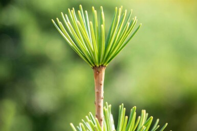 Sciadopitys verticillata C3 20-30