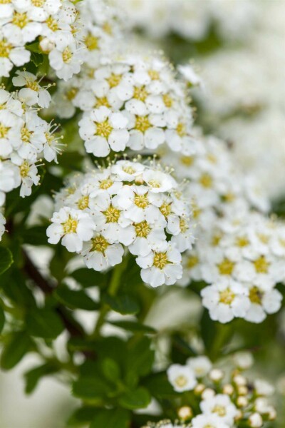 Spierstruik Spiraea arguta struik 30-40 C1,7 Spiraea arguta struik 30-40 cm