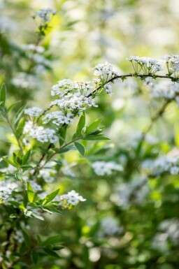 Spierstruik Spiraea arguta struik 30-40 C1,7 Spiraea arguta struik 30-40 cm