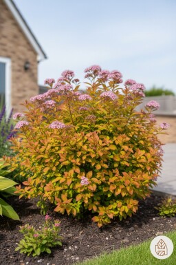 Spiraea japonica 'Goldflame' struik 10-15 cm