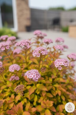 Spiraea japonica 'Goldflame' struik 30-35 cm
