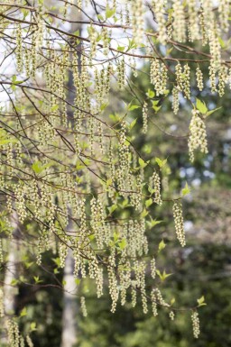 Staartaar Stachyurus praecox struik 30-40 C3 Stachyurus praecox struik 30-40 cm