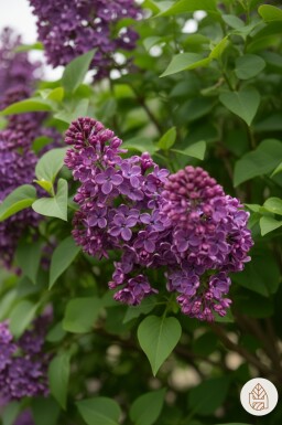 Syringa 'Bloomerang Dark Purple' struik 30-40 cm