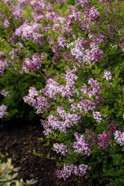 Syringa meyeri 'Palibin' C3 30-40
