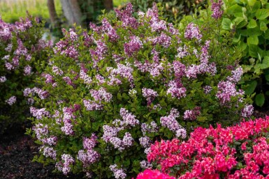 Syringa meyeri 'Palibin' C3 30-40