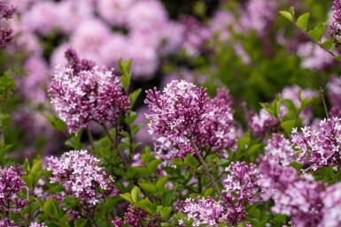 Syringa meyeri 'Palibin' C3 30-40