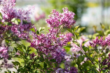 Syringa meyeri 'Palibin' C3 30-40