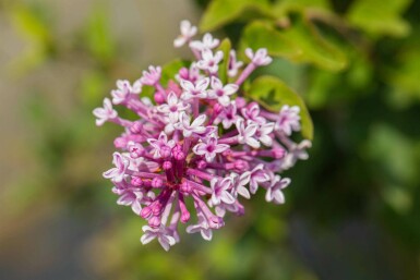 Syringa meyeri 'Palibin' C3 30-40
