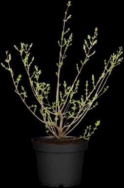 Syringa meyeri 'Palibin' C3 30-40