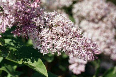 Dwergsering Syringa patula 'Miss Kim' struik 30-40 C3 Syringa patula 'Miss Kim' struik 30-40 cm