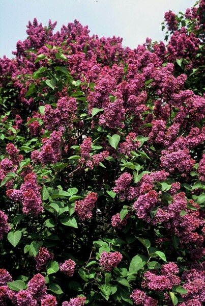 Syringa vulgaris 'Andenken an Ludwig Spath' struik 30-40 cm