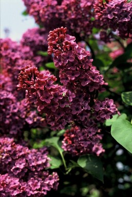 Syringa vulgaris 'Andenken an Ludwig Spath' struik 30-40 cm