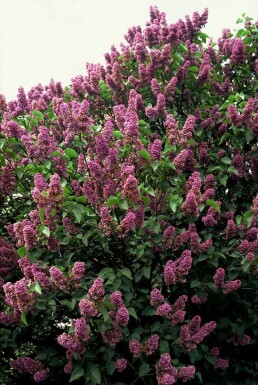 Syringa vulgaris 'Andenken an Ludwig Spath' struik 30-40 cm