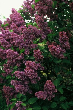 Syringa vulgaris 'Andenken an Ludwig Spath' struik 30-40 cm