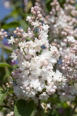 Sering Syringa vulgaris 'Beauty of Moscow' struik 25-30 C3 Syringa vulgaris 'Beauty of Moscow' struik 25-30 cm